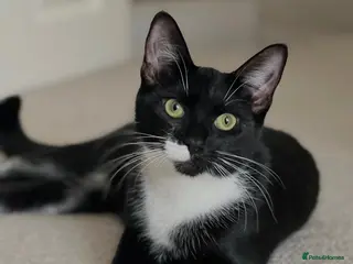 American Shorthair cats Warm & Family-Focused 🐾 - Advert 8