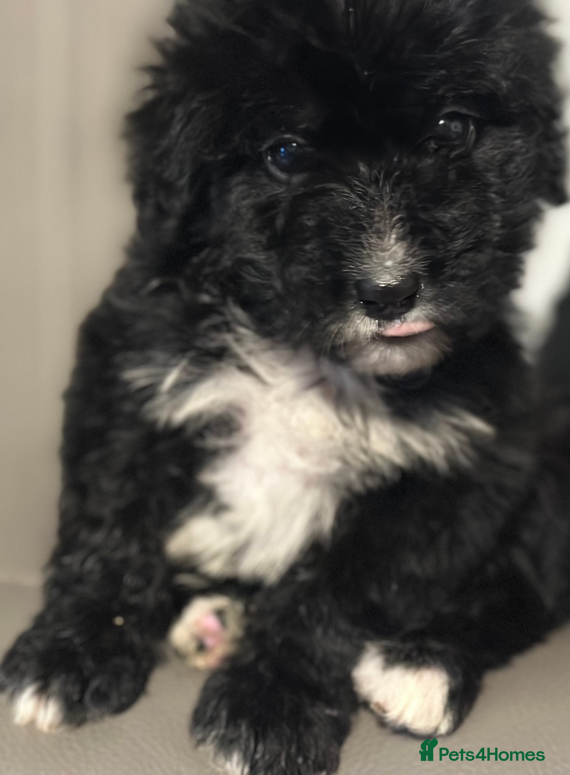 Bernedoodle dogs F1 STANDARD BERNADOODLE VACCINATED FULL VET CHECK - Advert 3