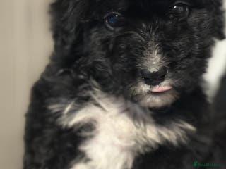 Bernedoodle dogs F1 STANDARD BERNADOODLE VACCINATED FULL VET CHECK - Advert 3