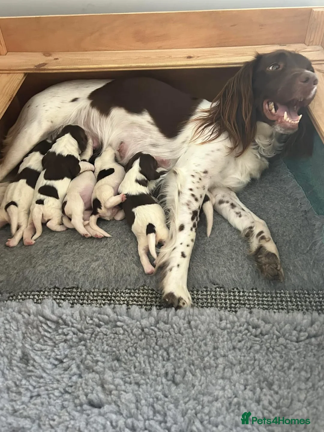 English Springer Spaniel dogs for sale: Beautiful Boy springer spaniel  - Advert 2