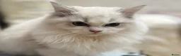 Ragdoll cats for sale: GCCF registered Bicolor kittens  in Walsall - Advert 5