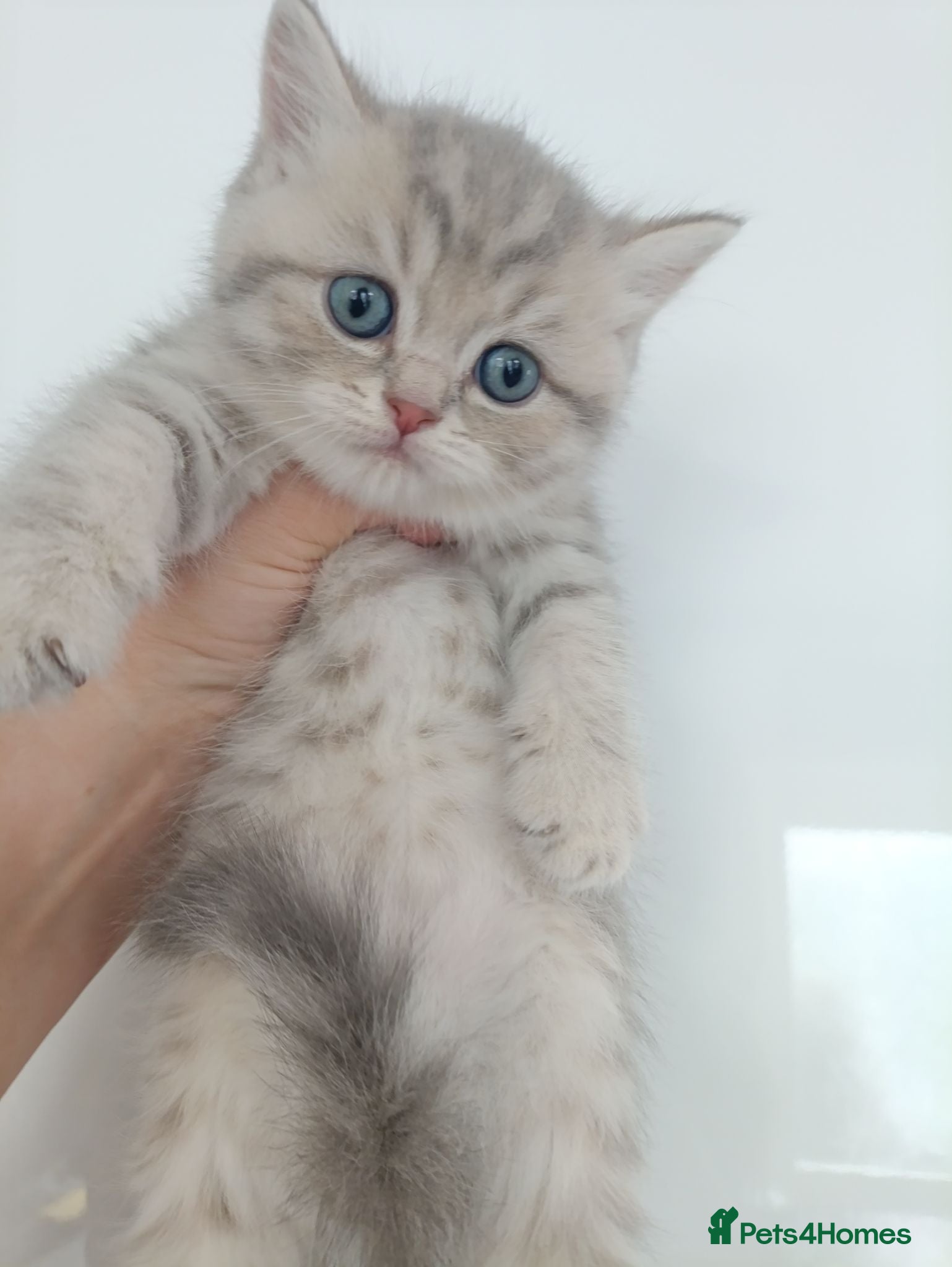 British Shorthair cats British Shorthair kittens  - Advert 1
