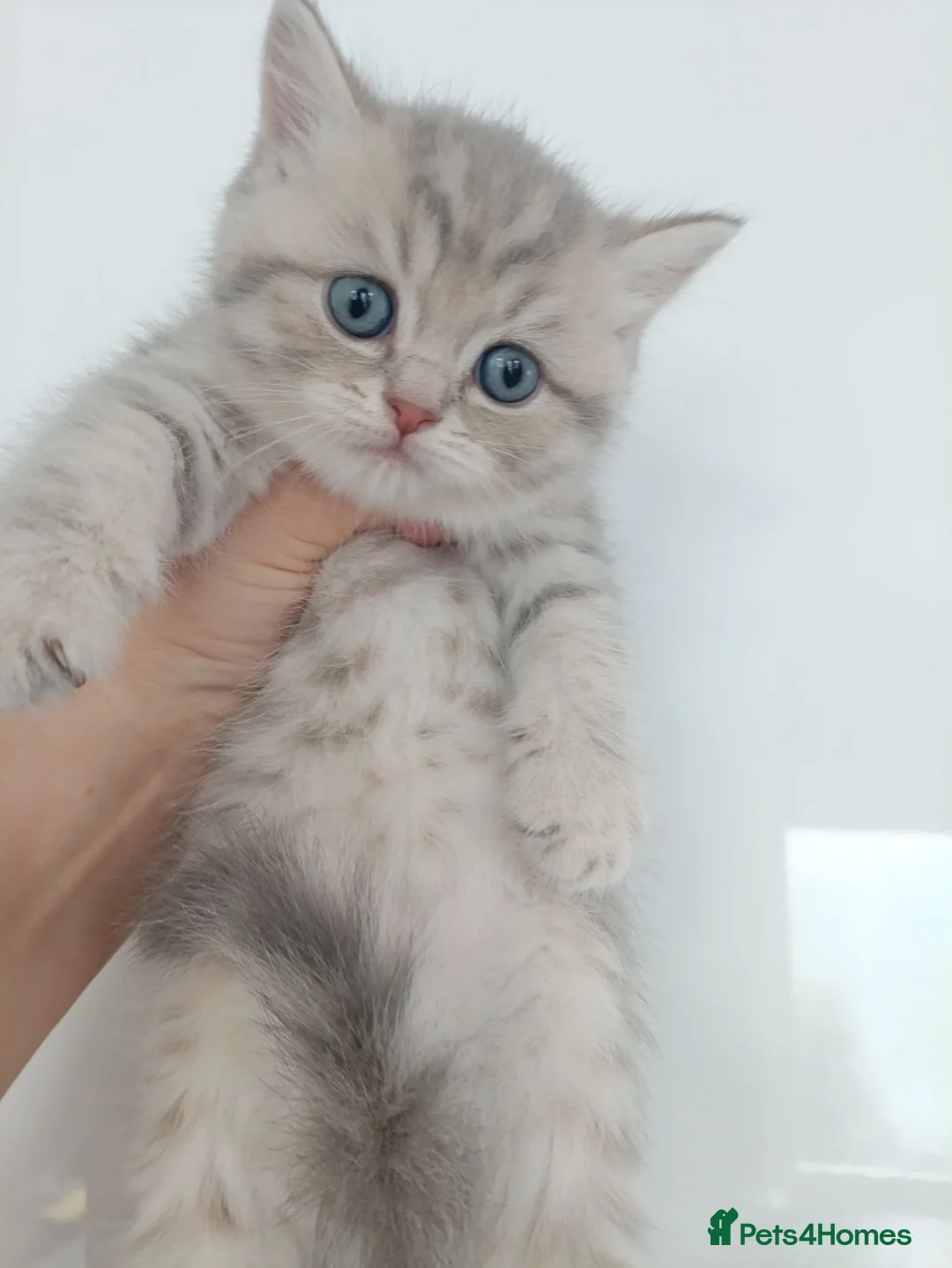 British Shorthair cats for sale: British Shorthair kittens  - Advert 1
