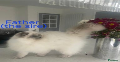 Ragdoll cats - Advert 4