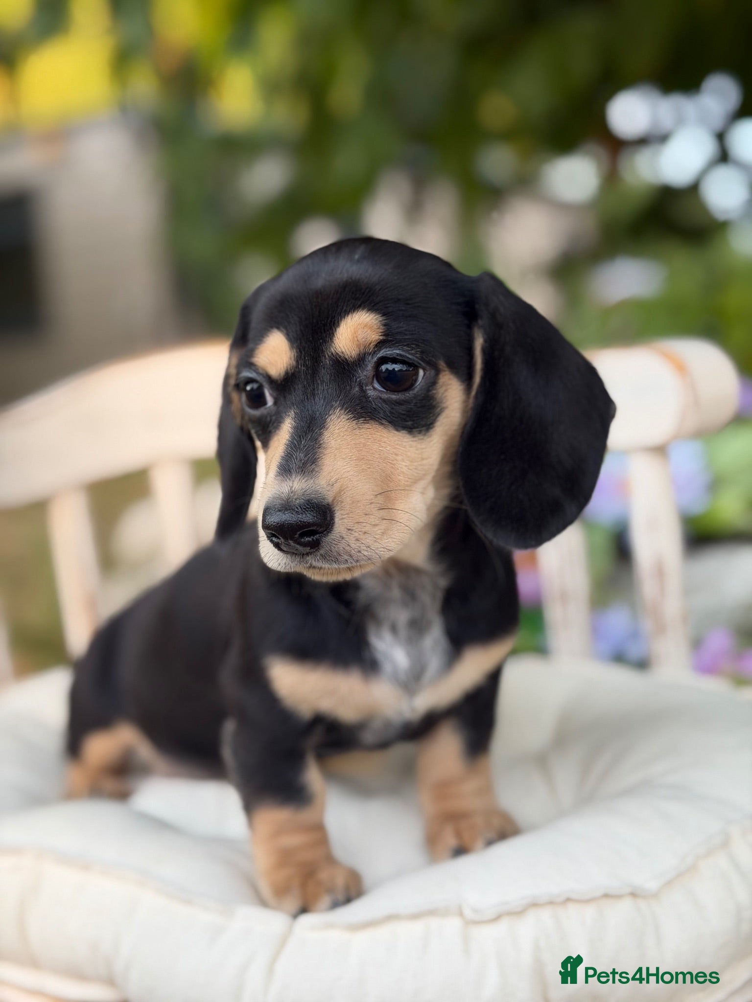 Miniature Dachshund dogs KC Miniature Dachshund Puppies - Advert 16