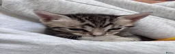Bengal cats for sale: Mixed Bengal Kittens - Advert 4