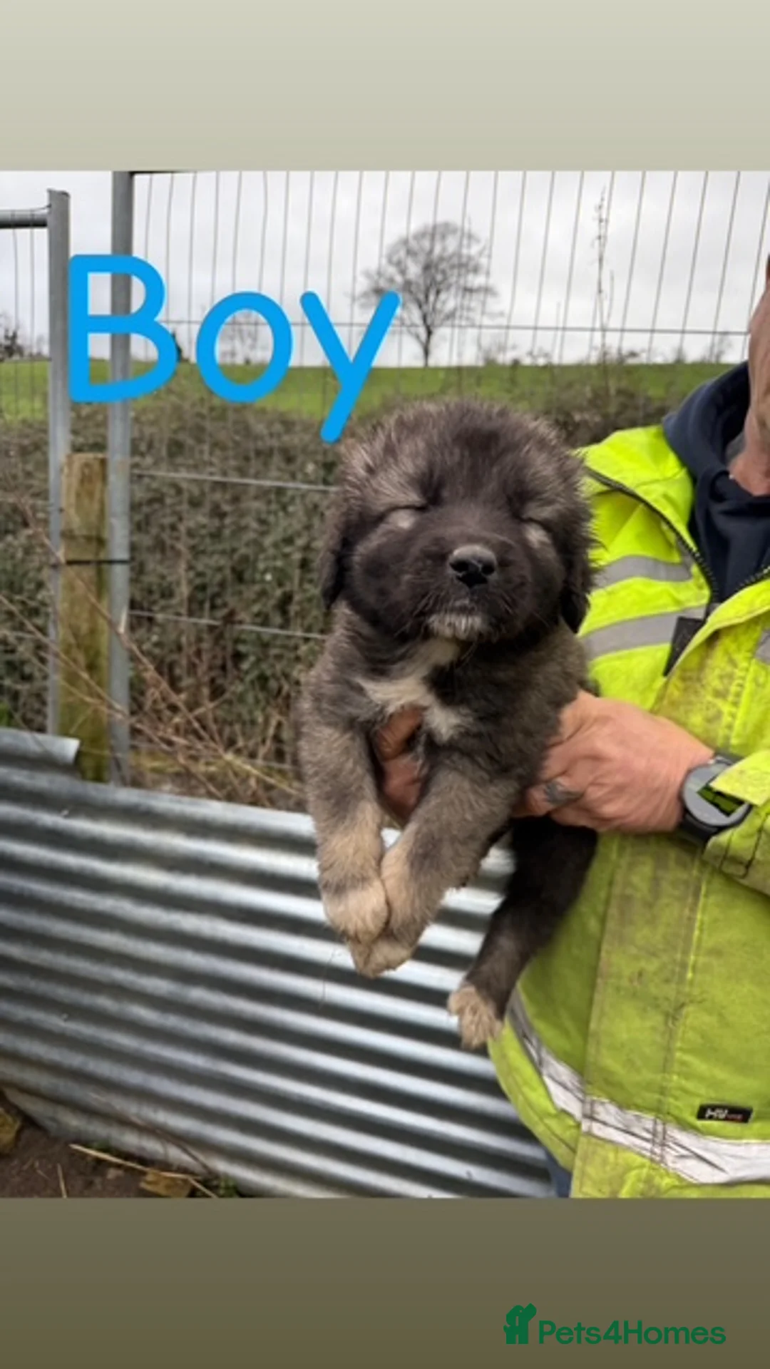 Caucasian Shepherd Dog dogs for sale: Beautiful Caucasian shepherd puppies in Radstock - Advert 20