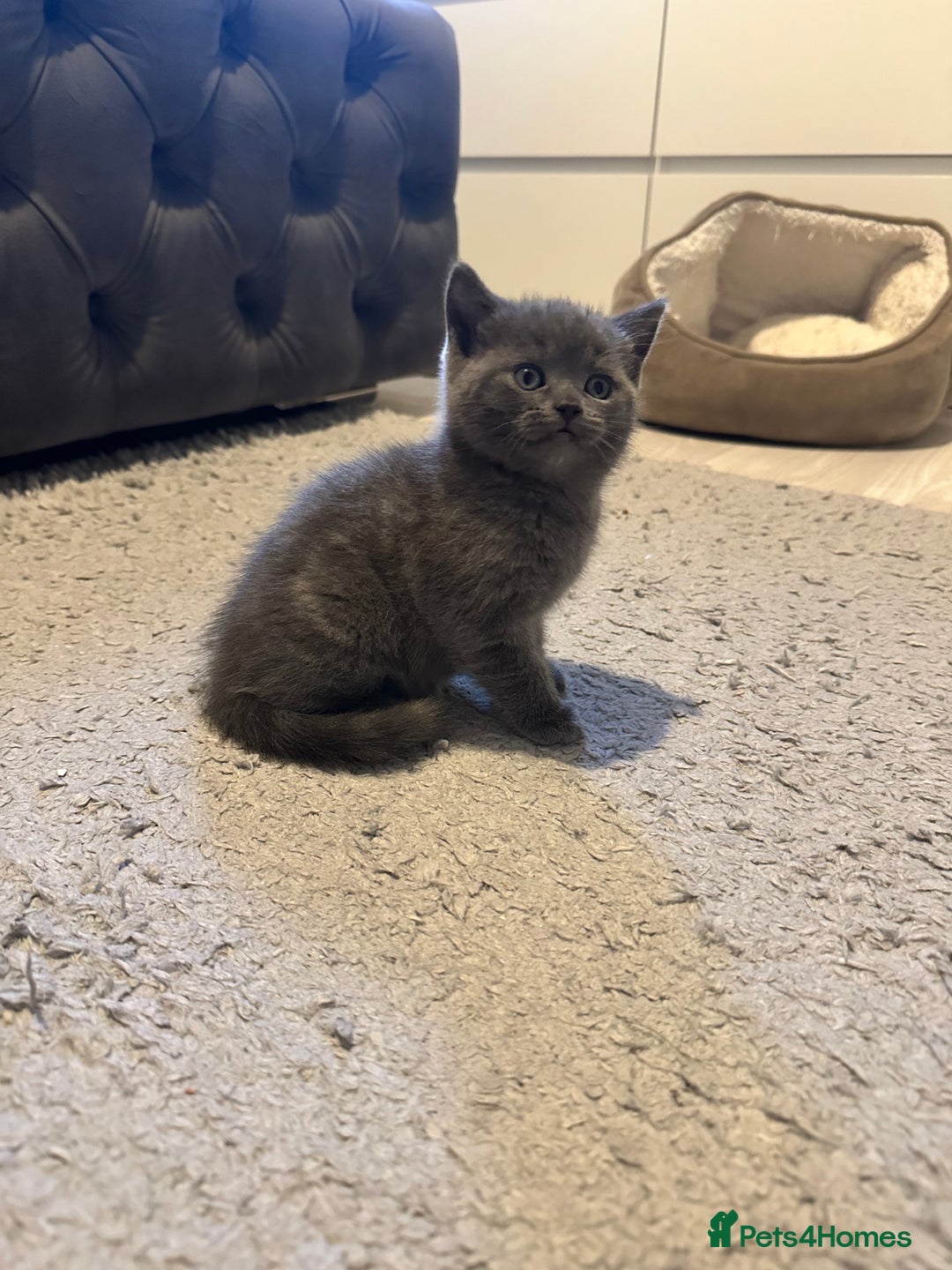 Scottish Fold cats for sale: Two adorable Scottish fold and straight kittens - Advert 8