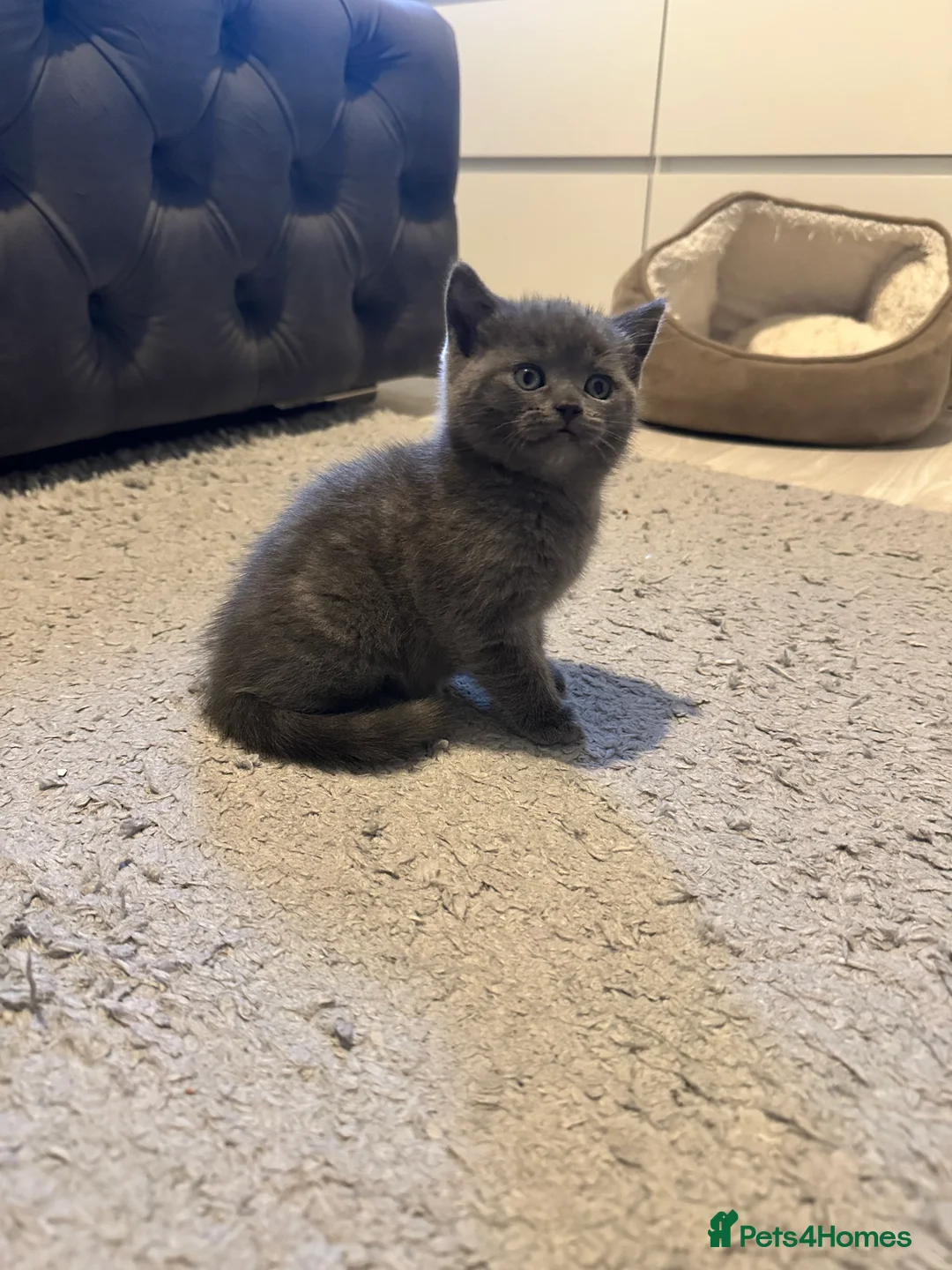 Scottish Fold cats for sale: Two adorable Scottish fold and straight kittens - Advert 9