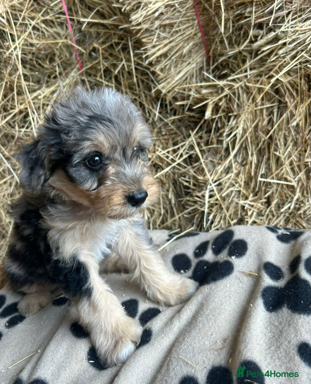 Bordoodle dogs for sale: Beautiful Bordoodle puppies - Image 21