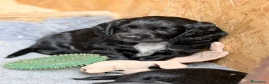 Cocker Spaniel 3 - Bluey 