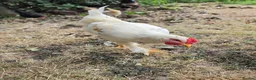 Chickens poultry for sale: Young Cockerel (Golden Brahma x White Leghorn) - Advert 4