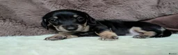 Miniature Dachshund dogs for sale: Miniature Dachshund Puppies - Advert 20