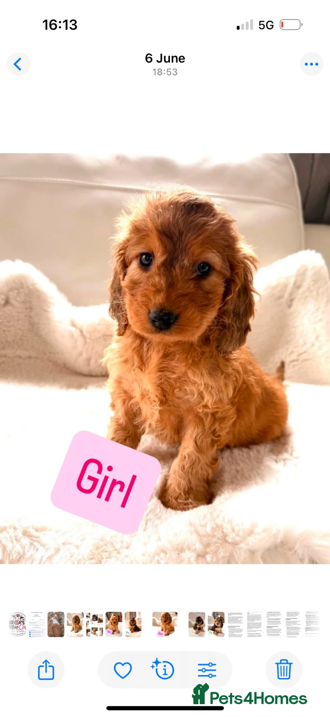 Cockapoo dogs for sale: Gorgeous F1 Cockapoo’s  - Advert 8