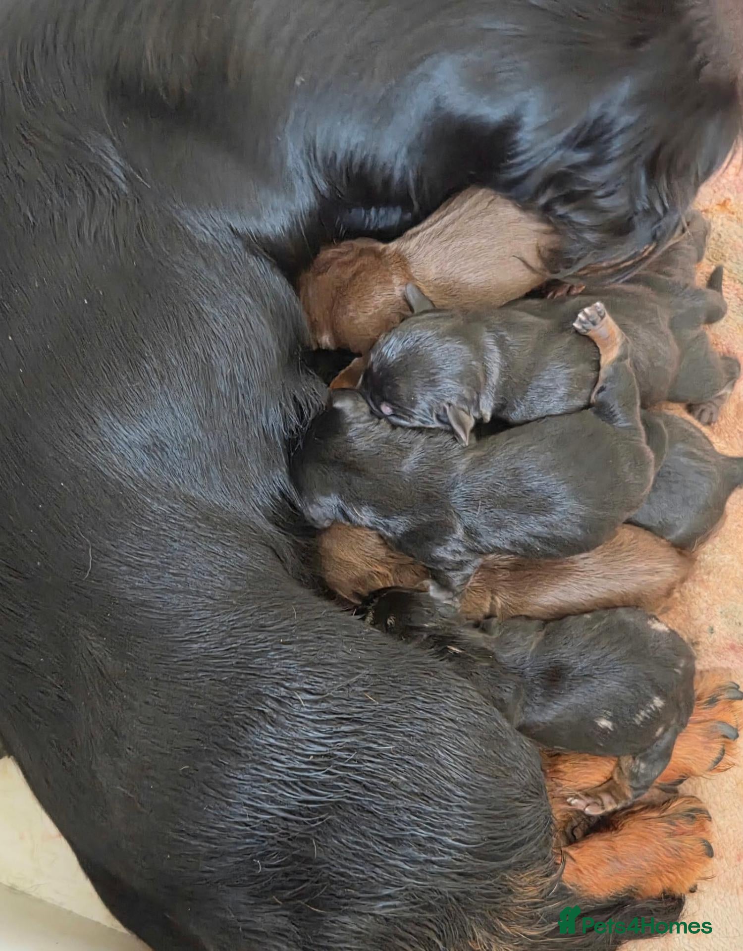 Dachshund dogs Miniature dachshund puppies  - Advert 8