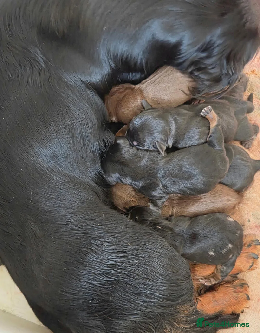 Dachshund dogs for sale: Miniature dachshund puppies  - Advert 1