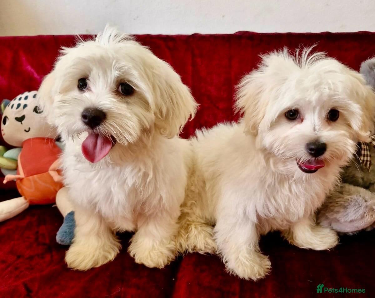 Maltipoo dogs STUNNING MALTIPOO GIRLS READY TO LEAVE NOW!  - Advert 8