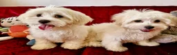 Maltipoo dogs for sale: STUNNING MALTIPOO GIRLS READY TO LEAVE NOW!  - Advert 1