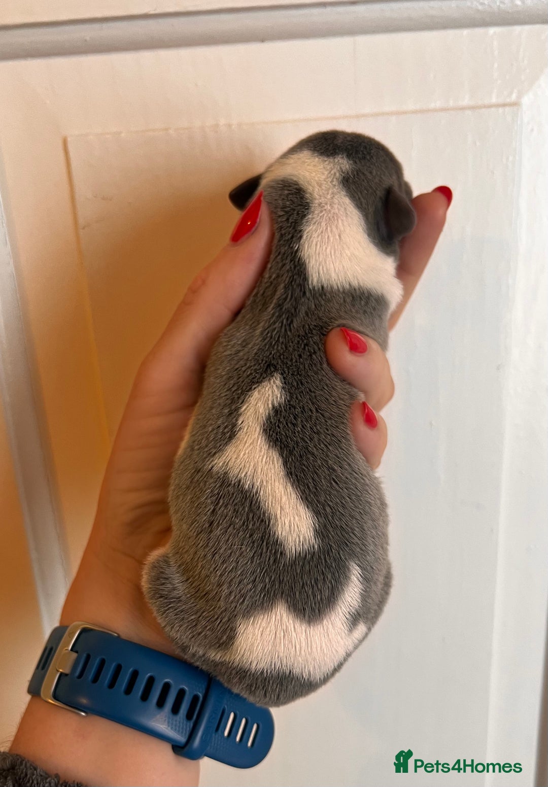 Whippet dogs for sale: Lovely petite Whippets - Image 16