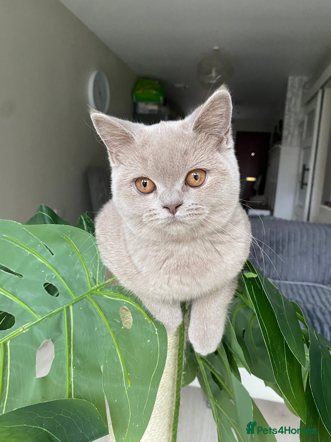 British Shorthair cats for sale: 👑 LILAC BSH reg GCCF LAST GIRL 👑 - Image 8