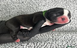 Boston Terrier dogs for sale: 🌟High Quality chunky KC Boston Terrier Puppies🌟 - Image 8