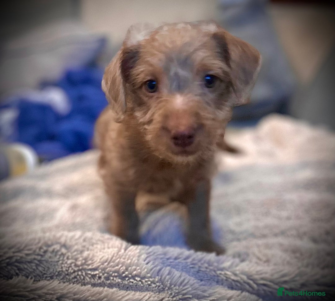 Patterjack dogs for sale: 2 female patterjacks  - Advert 2