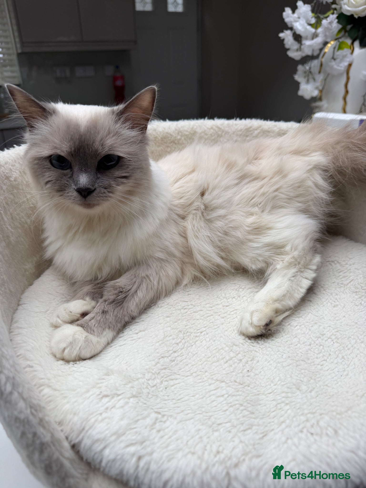 Ragdoll cats Fluffy – 22-Month-Old Female Ragdoll - Advert 18