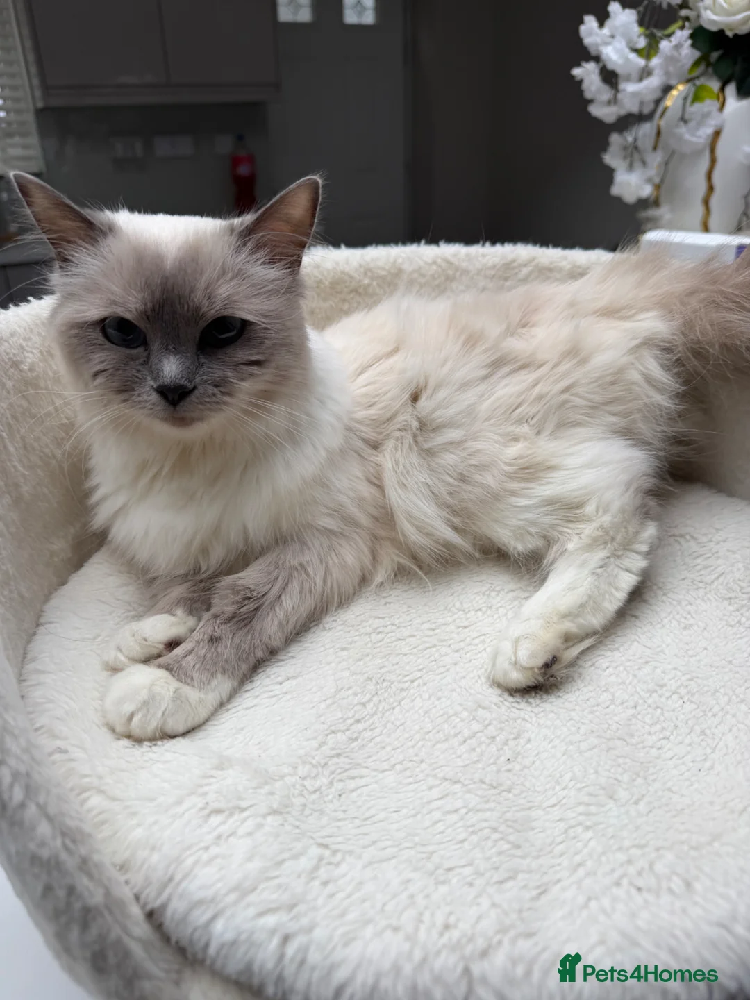 Ragdoll cats for sale: Fluffy – 22-Month-Old Female Ragdoll - Advert 1