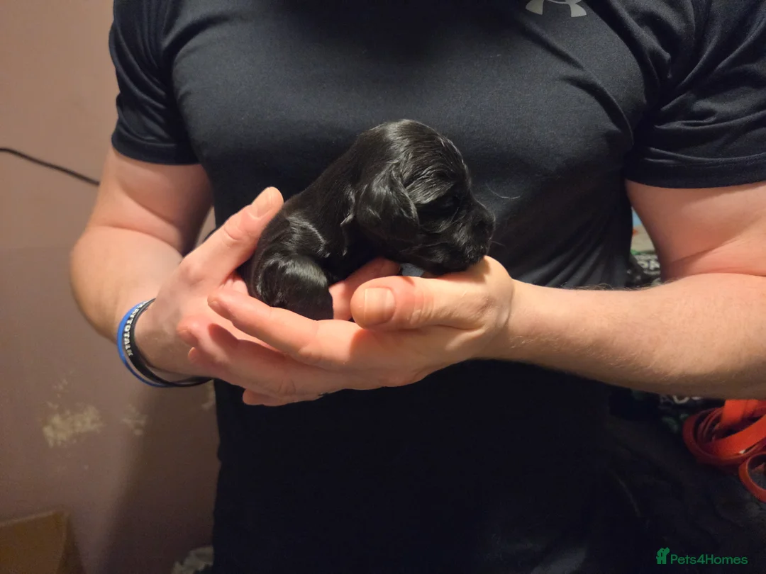 Cocker Spaniel dogs for sale: 8 Beautiful KC Reg Cocker Spaniel Puppies - Advert 10