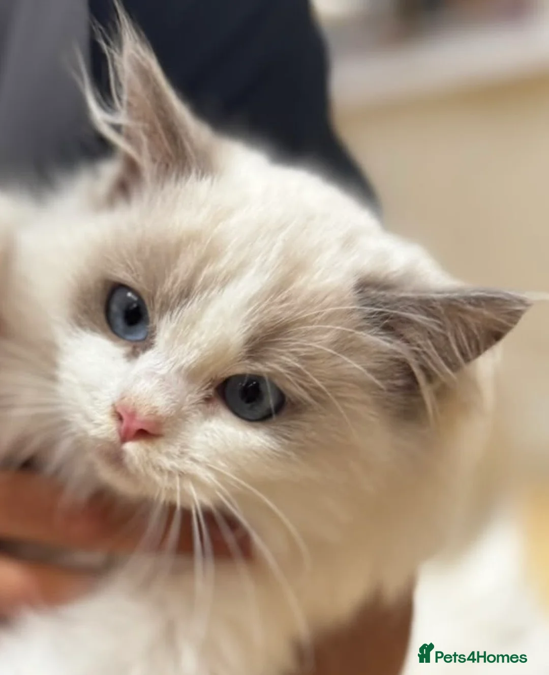 Ragdoll cats for sale: GCCF registered Bicolor kittens  in Walsall - Advert 2