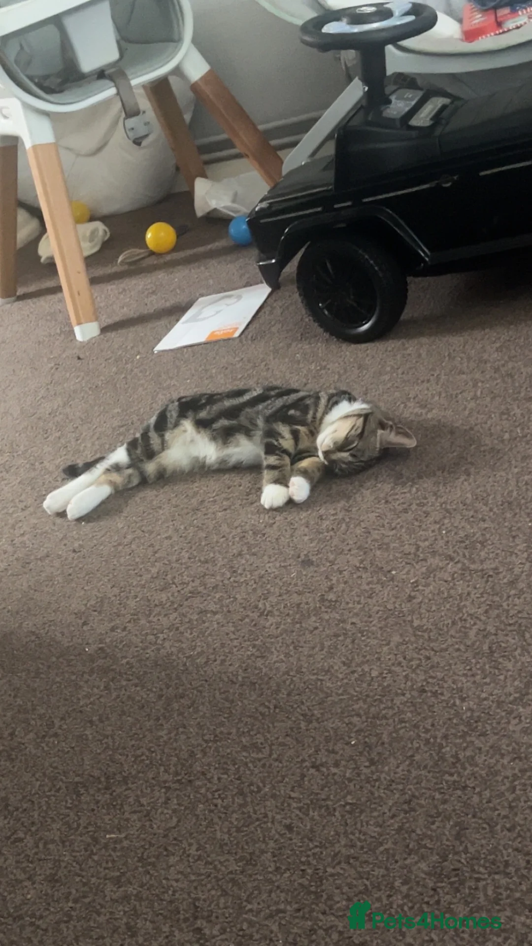 Mixed Breed cats for sale: Tabby Male  in Northampton - Advert 2