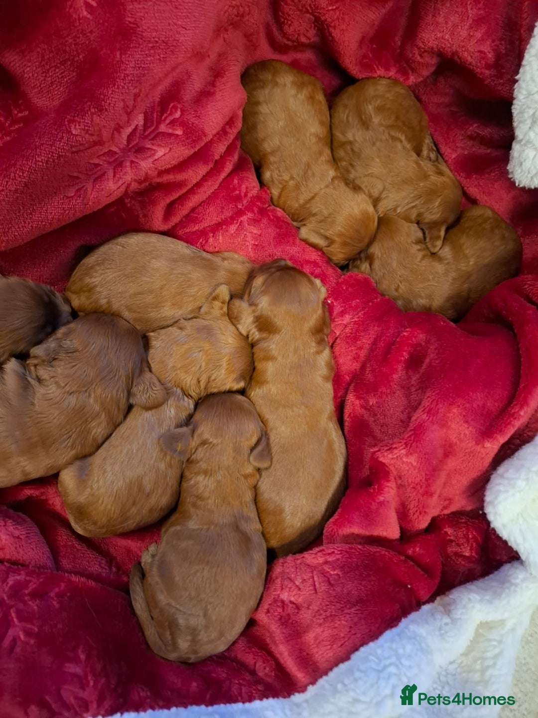 Cavapoo dogs for sale: Cavapoo puppies gorgeous red f1 ❤️!!!. - Advert 8