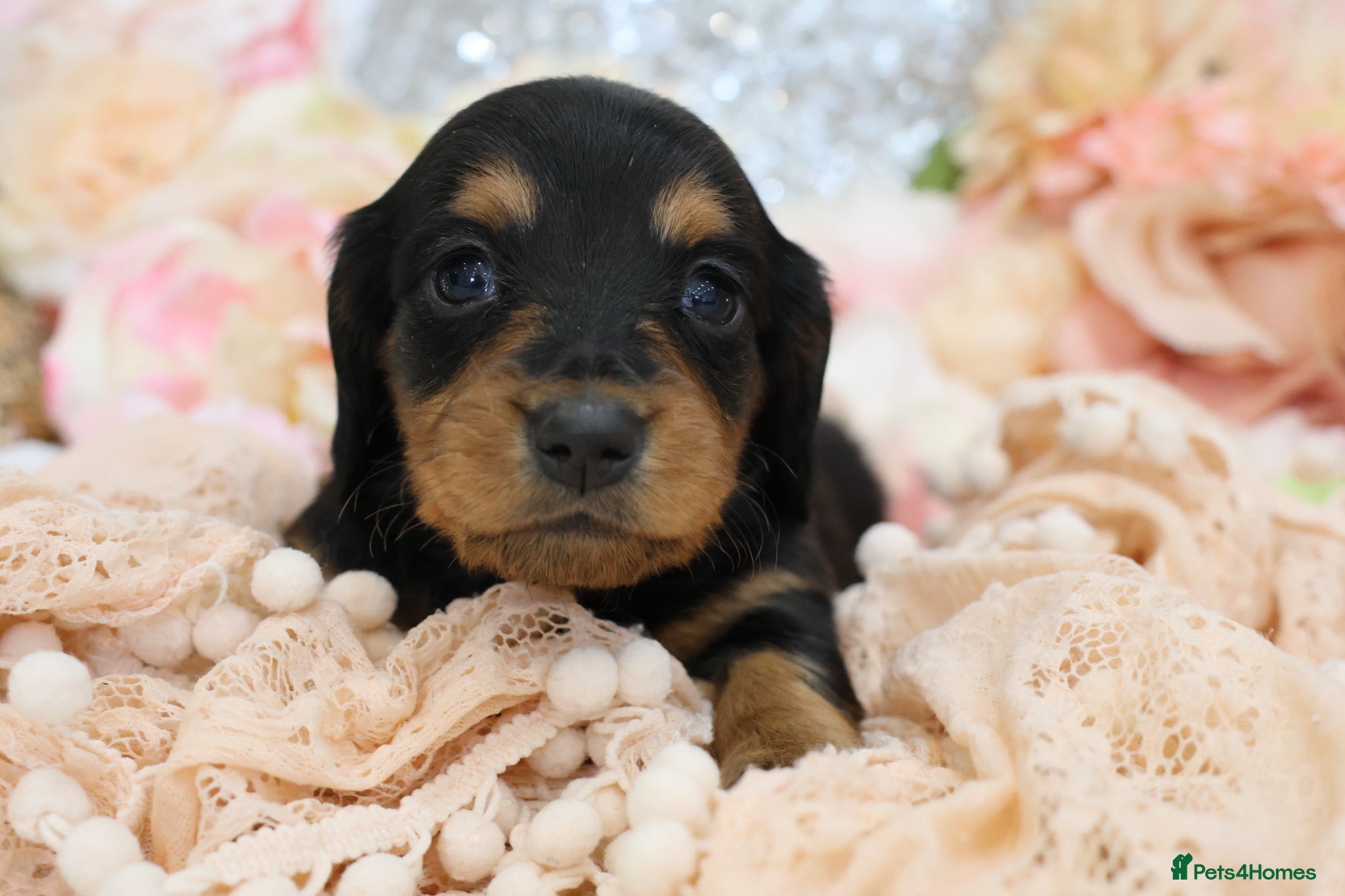 Miniature Dachshund dogs KC Miniature Dachshund Longhair Puppies - Advert 18
