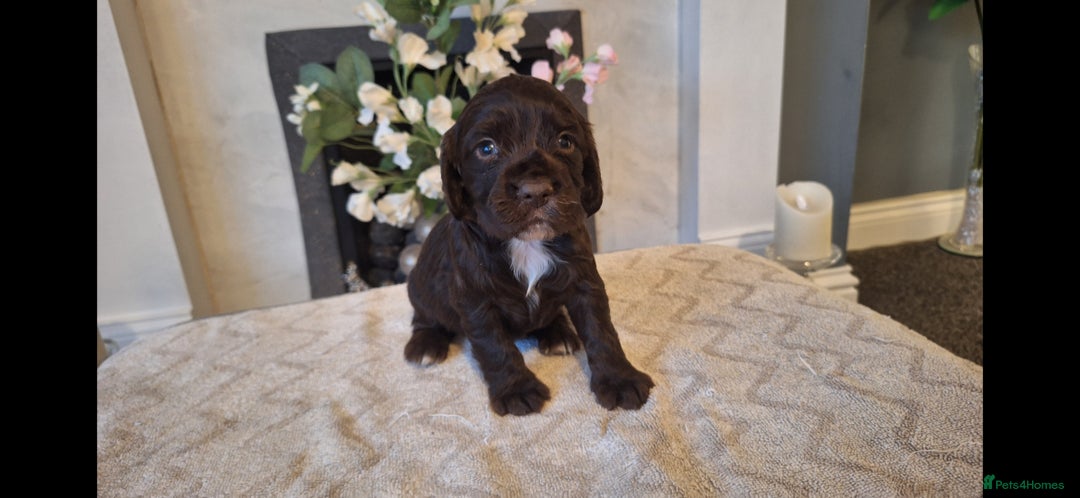 Cocker Spaniel dogs for sale: Stunning cocker spaniels  in Whitby - Image 4