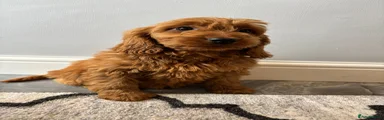 Cockapoo Puppy 8