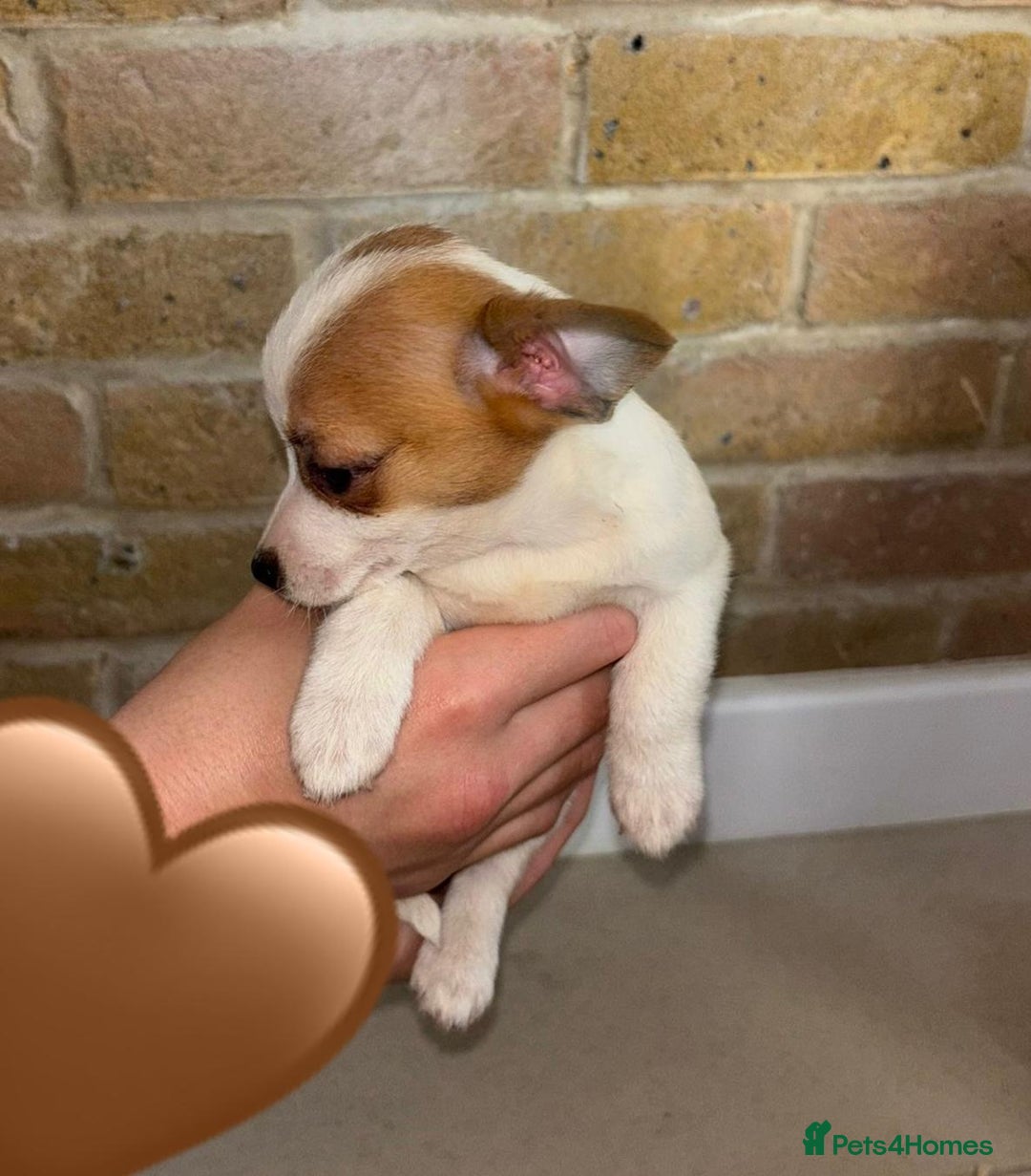 Chihuahua dogs for sale: Chihuahu Puppies - Image 14