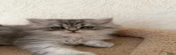 Scottish Fold cats for sale: Adorable Scottish Fold Kittens  - Advert 6