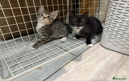 Bengal cats for sale: Tabby kittens  - Image 11