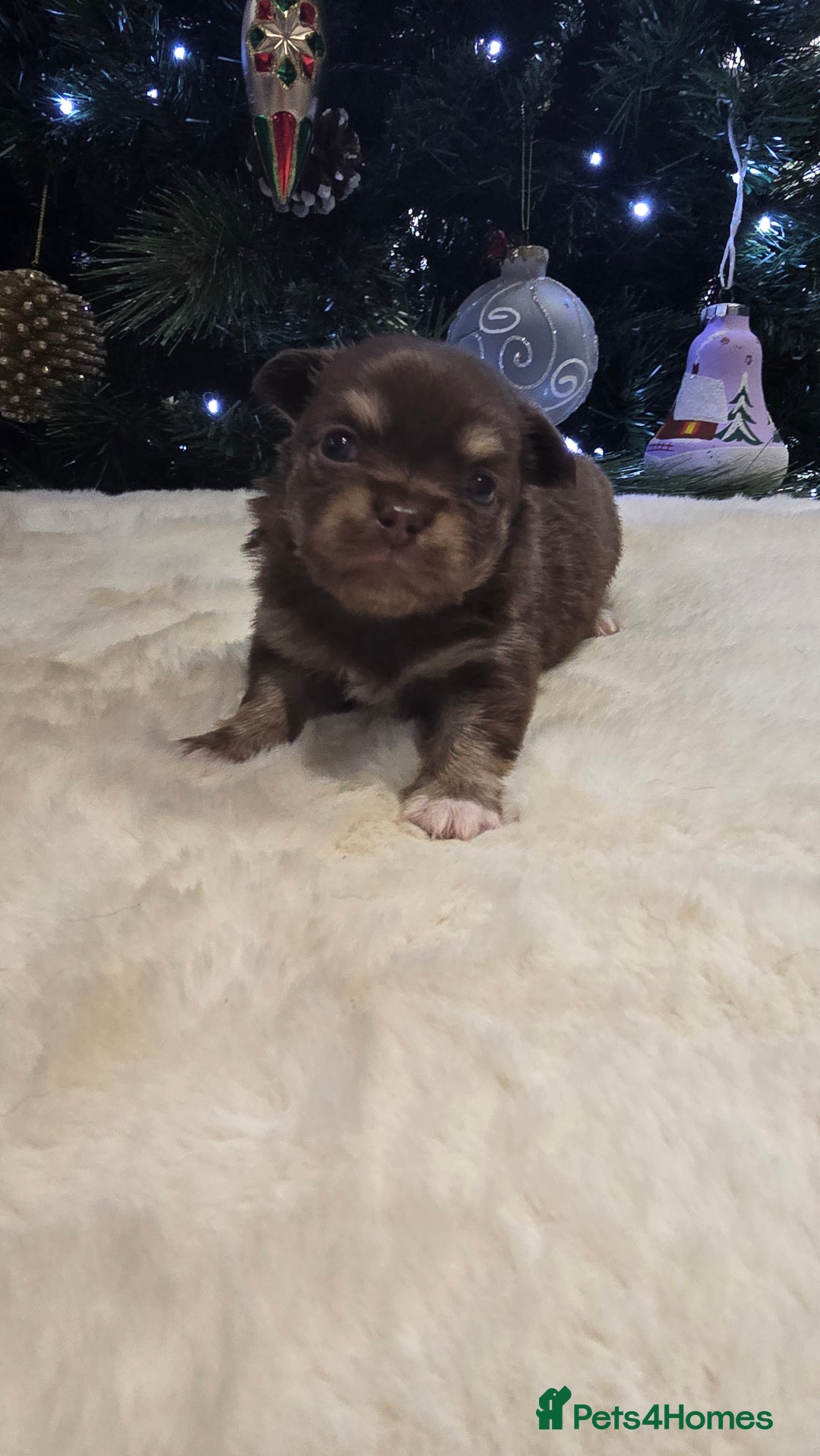 Chihuahua dogs for sale: Chihuahua puppies Russian ancestry with perfect bo - Advert 7