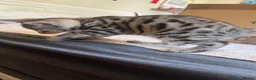 Bengal cats for sale: Beautifully marked Bengal cross kittens. - Advert 11