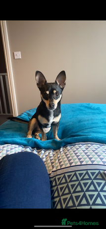 Chihuahua dogs - Advert 16