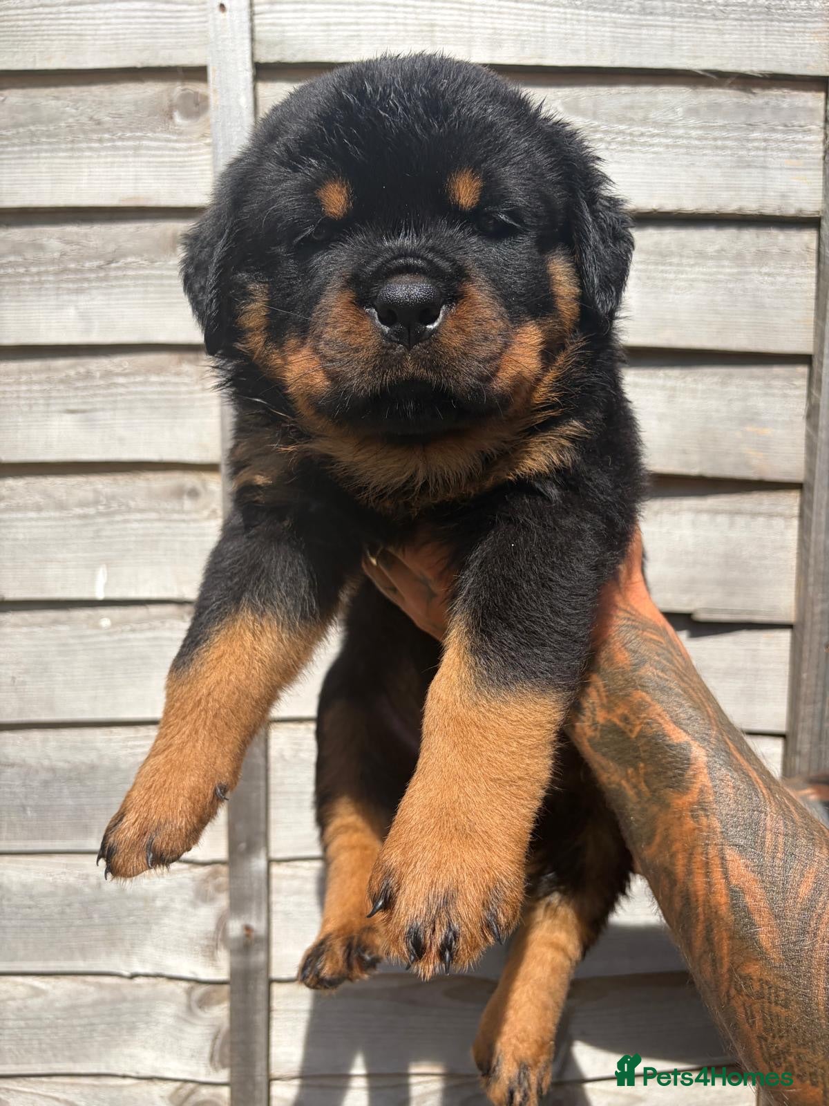 Rottweiler dogs 5 generation KC Rottweiler Puppies  - Advert 5