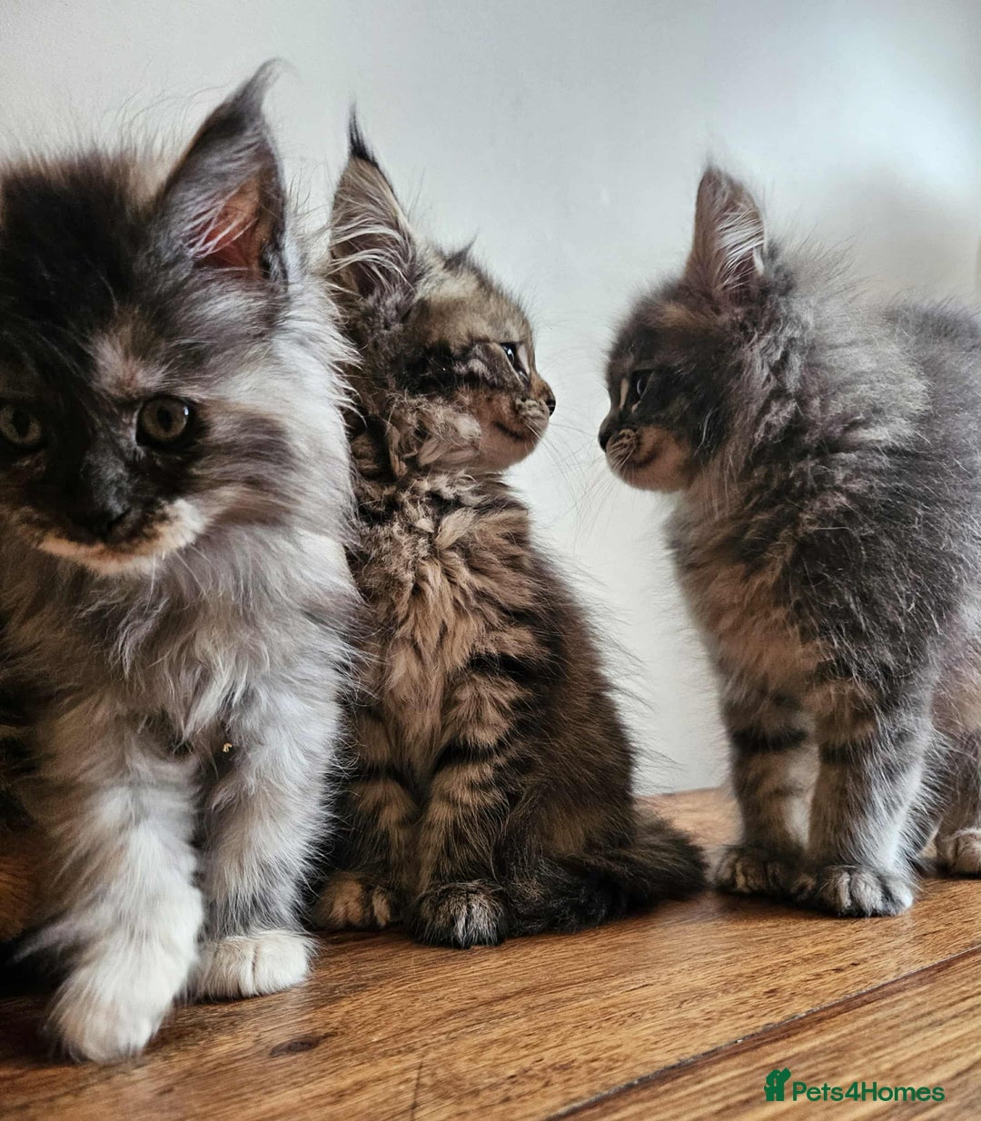 Maine Coon cats for sale: XXL Champion Line Maine Coons – Rare, Very Fluffy! - Advert 18