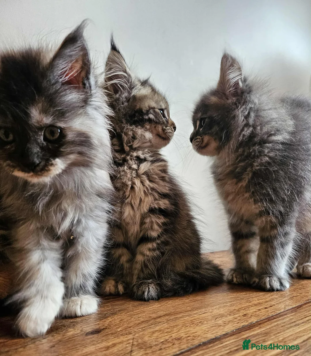 Maine Coon cats for sale: XXL Champion Line Maine Coons – Rare, Very Fluffy! - Advert 24