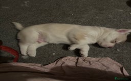 Siberian Husky dogs for sale: Husky Puppies  - Image 11
