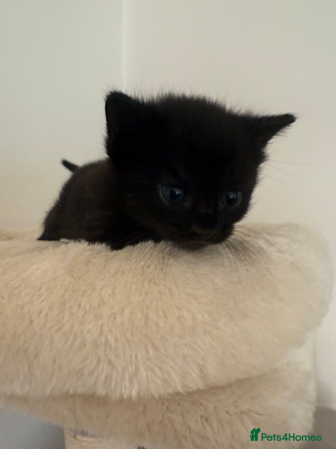 British Shorthair cats for sale: Black magical kittens - Advert 5