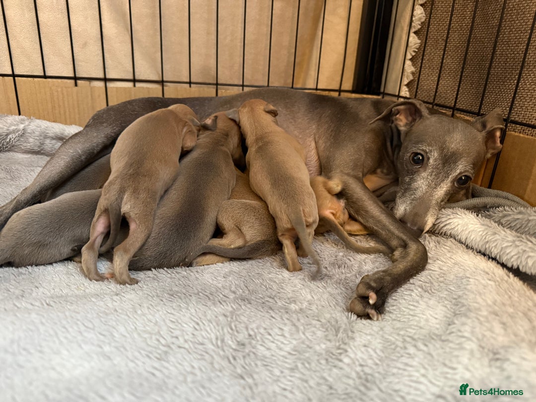 Italian Greyhound dogs for sale: KC Champion lines ⭐️ Italian Greyhound puppies  - Advert 15