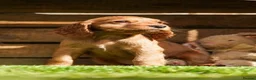 Cocker Spaniel dogs for sale: Only 2 boys - Dark Golden Cocker Spaniels  - Advert 2