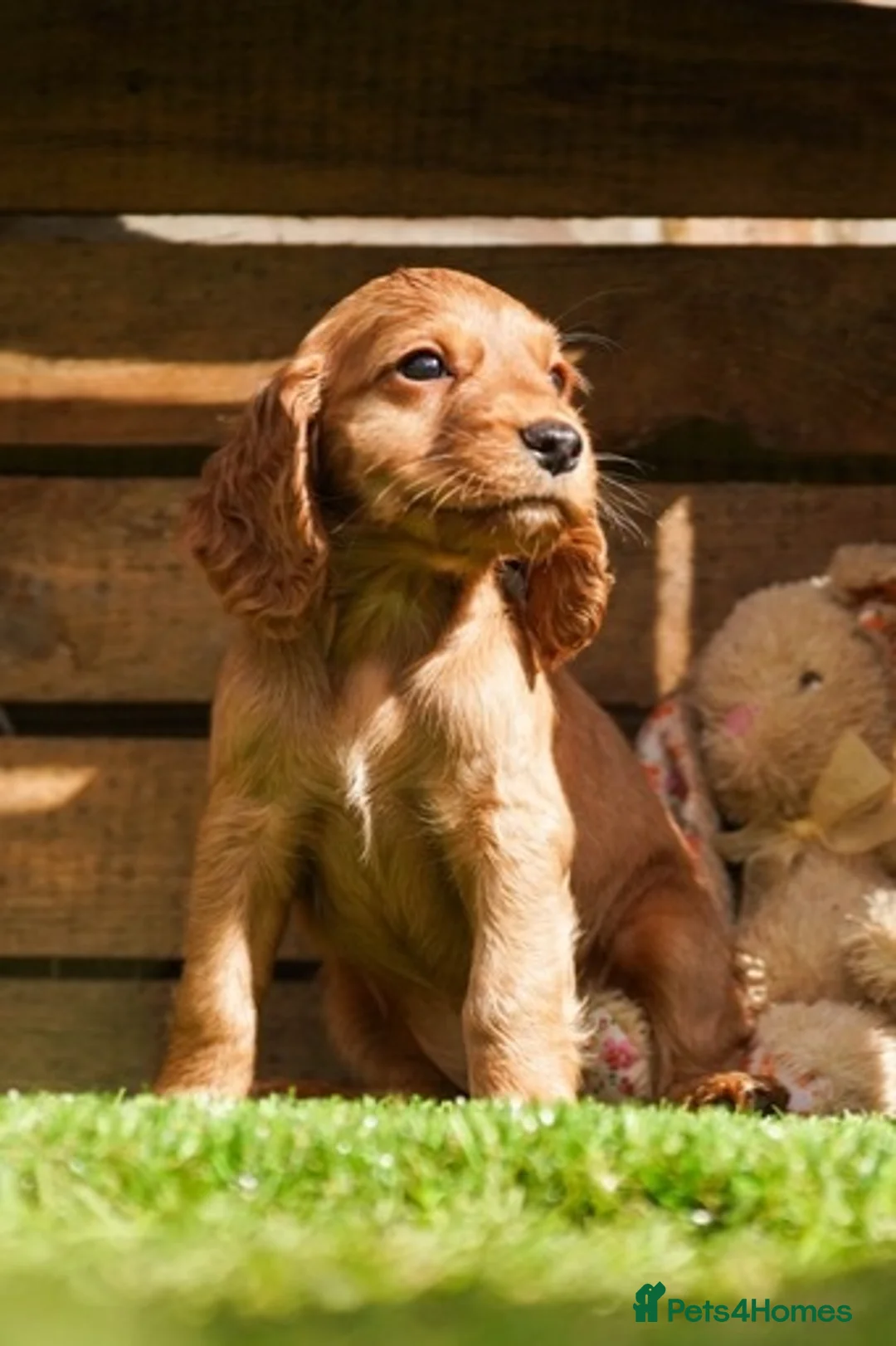 Cocker Spaniel dogs for sale: Only 2 boys - Dark Golden Cocker Spaniels  - Advert 2