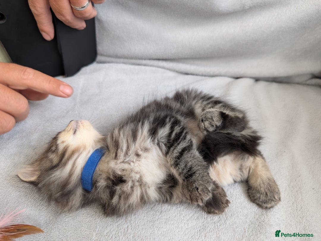 Ragdoll cats for sale: Tabby or black Ragdoll x kittens - Image 30